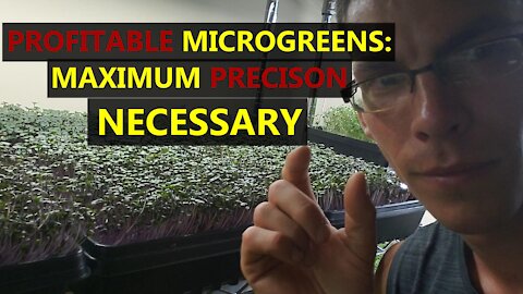 Growing Microgreens (That Actually Pay Bills) Is Not Hard, But You Must Be Precise! WORD OF CAUTION