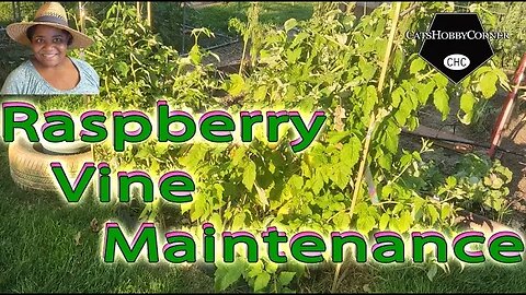 #raspberry #vines #maintenance - #catshobbycorner