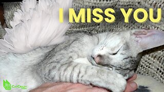 Coping With the Loss Of Your Cat (Grief Counselor Stephanie Rodriguez)