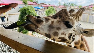 Animal Adventure Park - Harpursville NY 🇺🇸