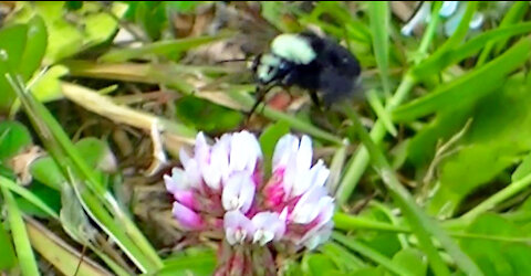 IECV NV #415 - 👀 Bumble Bee Working The Clover🐝 7-13-2017