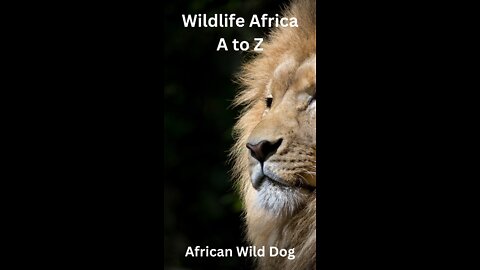 Wildlife Africa A to Z - African Wild Dog