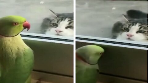 Parrot playing hide and seek with the hungry cat