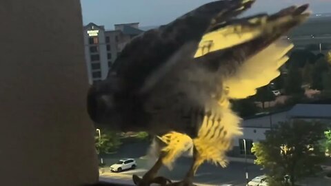 Amazing raptor hunting from my hotel balcony!