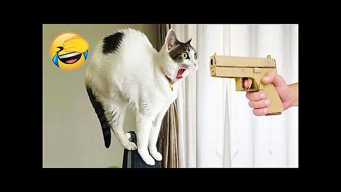 Funny animal videos | Cute animal videos | Funny dog&cat videos | Hilarious pet videos #51