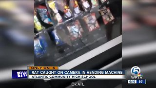 Video shows rat inside vending machine at Delray Beach high school