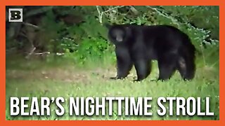 Sneaky Black Bear Seen Roaming Around Near Rhode Island Town