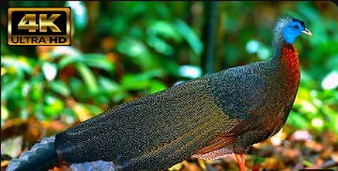 Amazing Largest Birds of The World - Birds of Rainforest