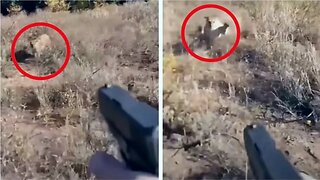 These Horrifying Animal Encounters Were Caught On CAMERA