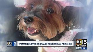 West Valley woman believes dog was intentionally poisoned