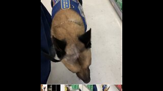 Malinois can be calm service dog too