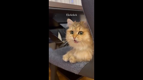 ekekek kekkek cats || this is a very important conversation cats
