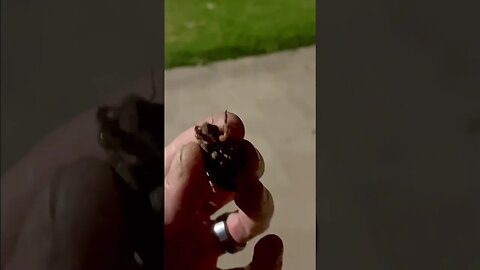 Helping a cicada nymph