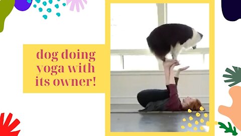 Dog doing yoga with its owner