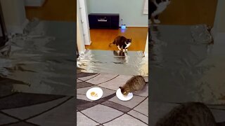Cats React to Tinfoil