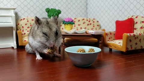 Chinese hamster enjoys tiny treat in his home