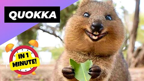 Quokka - In 1 Minute! 🐿 One Of The Cutest And Exotic Animals In The Wild | 1 Minute Animals