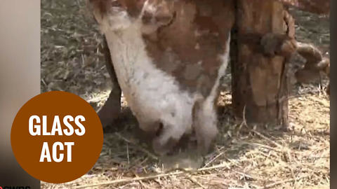 Indian goat develops bizarre eating habit preferring glass to grass