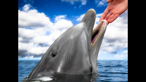 Rada Delfinów zgłasza Kategoryczny Sprzeciw