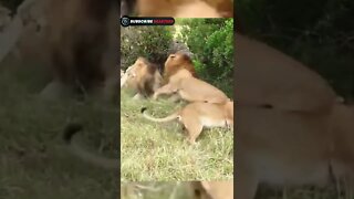 Lion VS Lion Fighting video