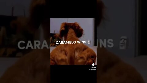 seguranças dog caramelo bombado #shorts #funny #fail #comedy