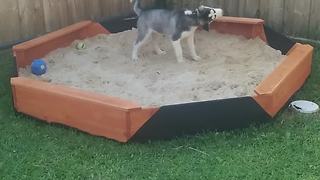 Husky Puppy Loses It When Owners Get Him A Brand New Sandpit
