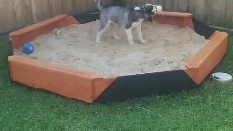 Husky Puppy Loses It When Owners Get Him A Brand New Sandpit
