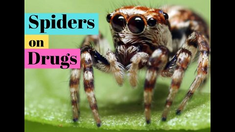 Spiders on Drugs ~ HILARIOUS!