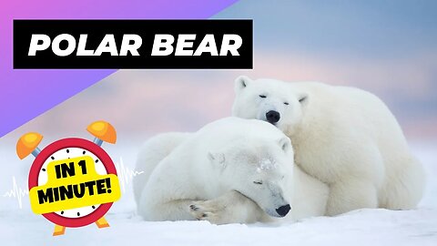 Polar Bear - In 1 Minute! 🐻‍❄️ One Of The Cutest But Dangerous Animals In The World | 1MinuteAnimals