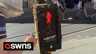 Manchester city centre buzzing after HUGE swarm of bees take over lamppost on busy street
