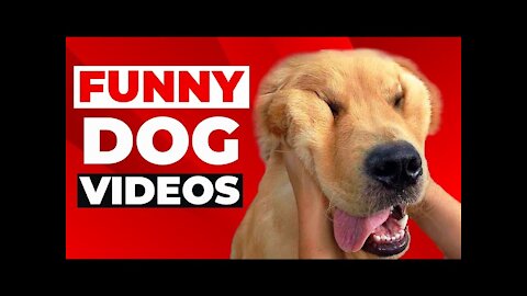 Top10 fuuny#🤣 Funniest 🐶 Dogs and 😻 Cats