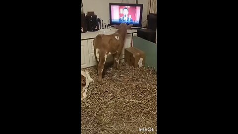 The baby cow is watching TV