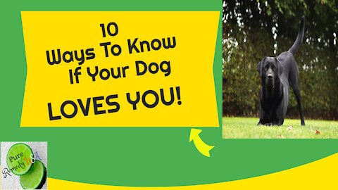 10 Ways To Know If Your Dog Loves You