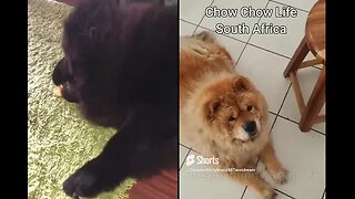 #shorts Chow Chow Dog Living in South Africa Num:09 #chowchowpuppies #chowchowdog #southafricachows