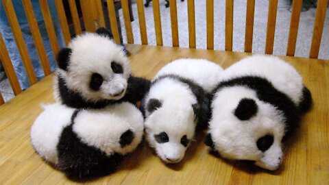 Cute Panda Small Funny Video