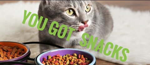 Hungry cat got snacks