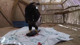 Bald eagle recovering at CROW in Sanibel