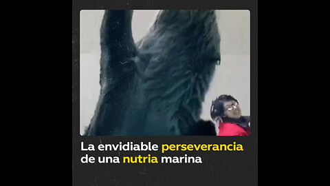 Nutria ‘multitarea’ capta su comida y hace ‘limpieza’ a la vez