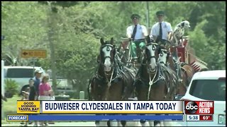 Budweiser Clydesdales in Tampa as part of Gasparilla festivities