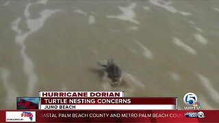 Hurricane Dorian's pounding surf impacting Florida sea turtles, nests