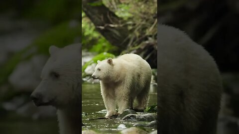 The Kermode, or Kermode bear...