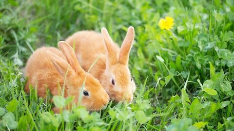 Funy baby animals videos.baby bunny rabbit