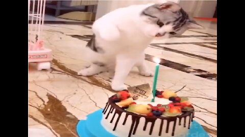 Cat blowing candle of birthday cake and many more