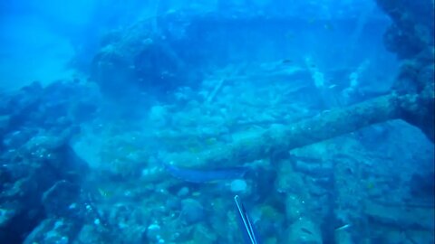Mergulho em Apneia • Naufrágio Vapor Bahia-PE #spearfishing #pescasub #pescasubmarina