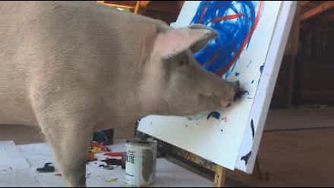 Ecco a voi Pigcasso, il maiale pittore!
