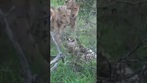 kumpulan lions attack leopard. #shots