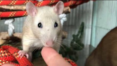 Mulher alimenta 6 ratos de estimação com os dedos!