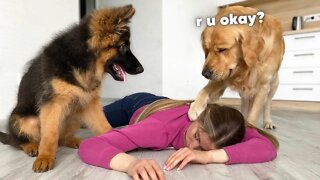 Faking My Death in Front of My Dogs | Funny Dogs Reaction