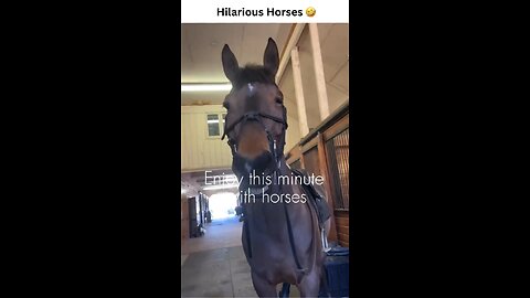 Funny Horse Video 🤣