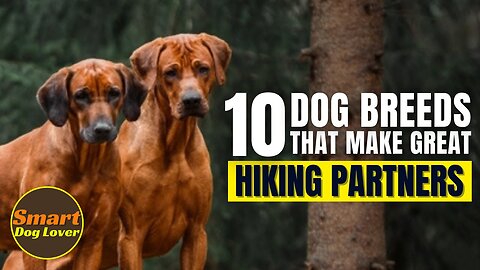 10 Dog Breeds That Make Great Hiking Partners Should Know | Dog Training Tips